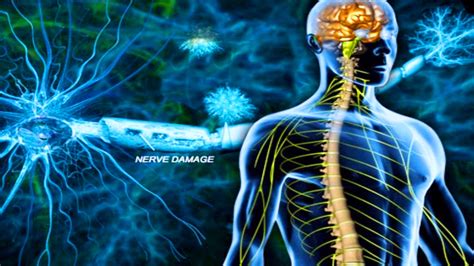 Nerve Repair and Regeneration 5